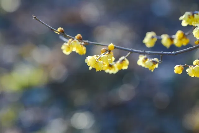 寒中見舞いの時期の花