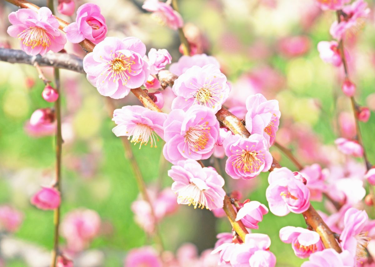 お祝いにふさわしい梅の花