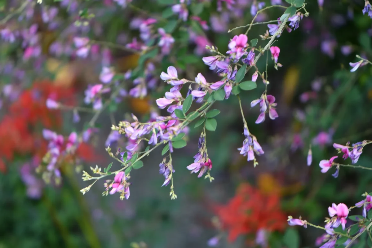 萩の花