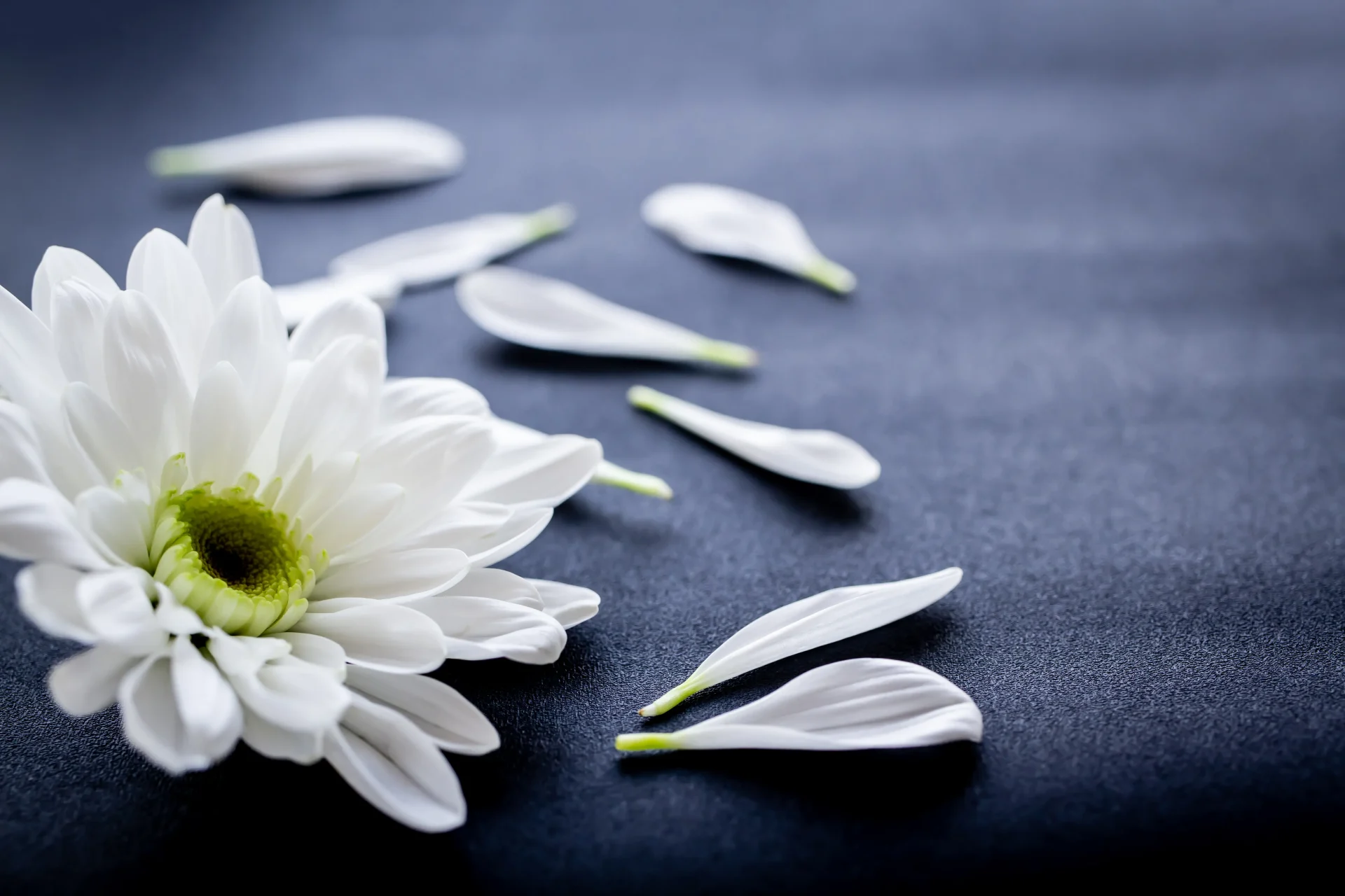 お通夜イメージ　白い花