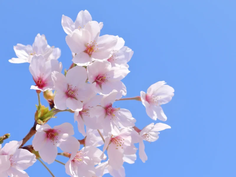 【神職が解説】コノハナサクヤヒメとは？安産・子育てのご利益と由来を解説